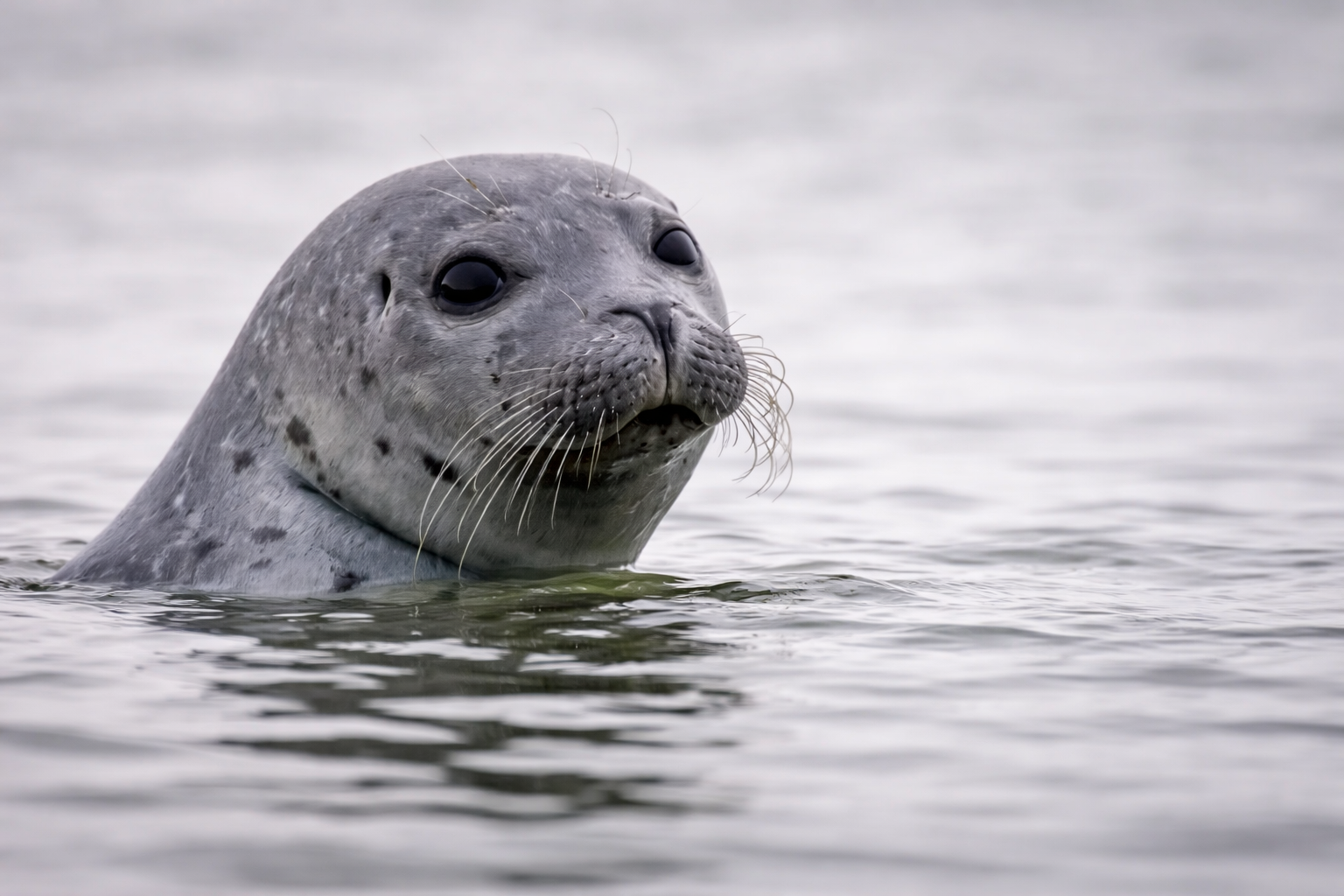 Seals swimming near icebergs at Diamond Beach Iceland